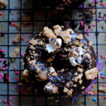 S'mores Donuts Recipe