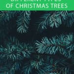 Types of Christmas Trees