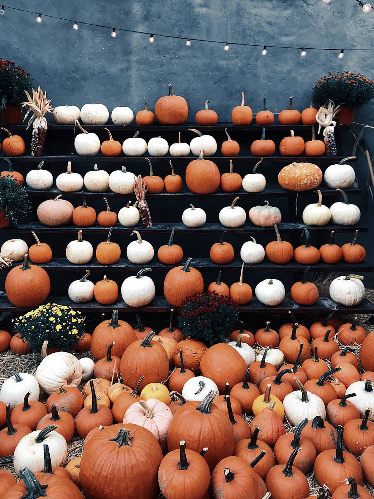 Fall Hashtags for Instagram - pumpkins