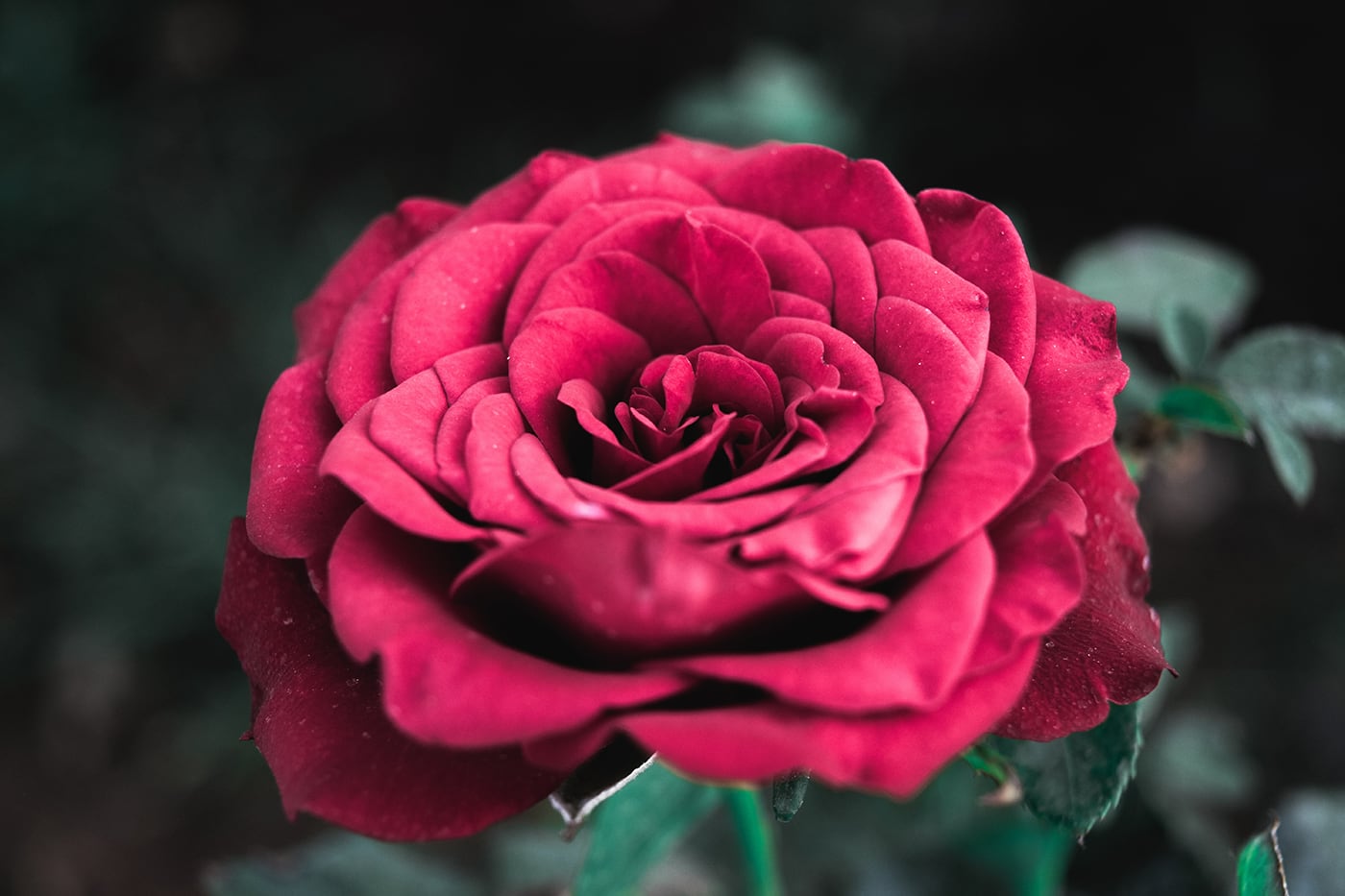 Rose Color Meanings - Deep Pink Rose