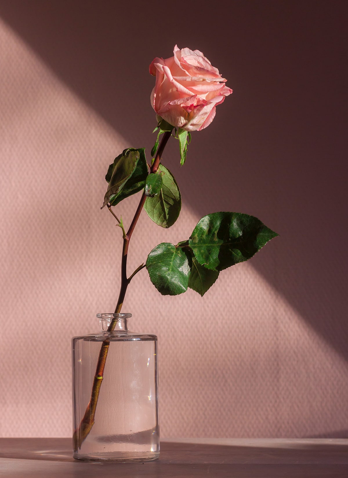 Rose Color Meanings - Peach Roses