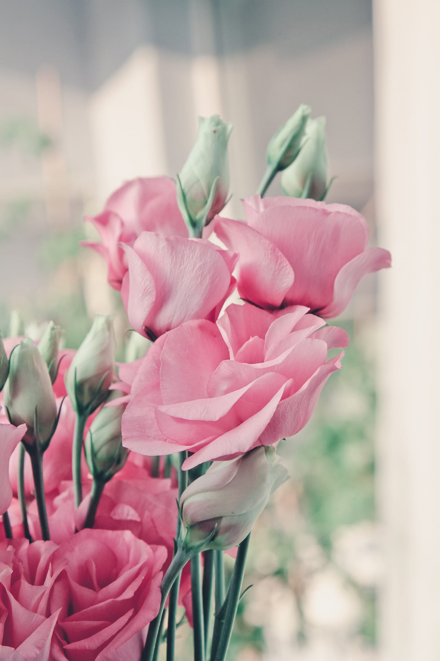 Rose Color Meanings - Light Pink Roses