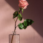 Rose Color Meanings