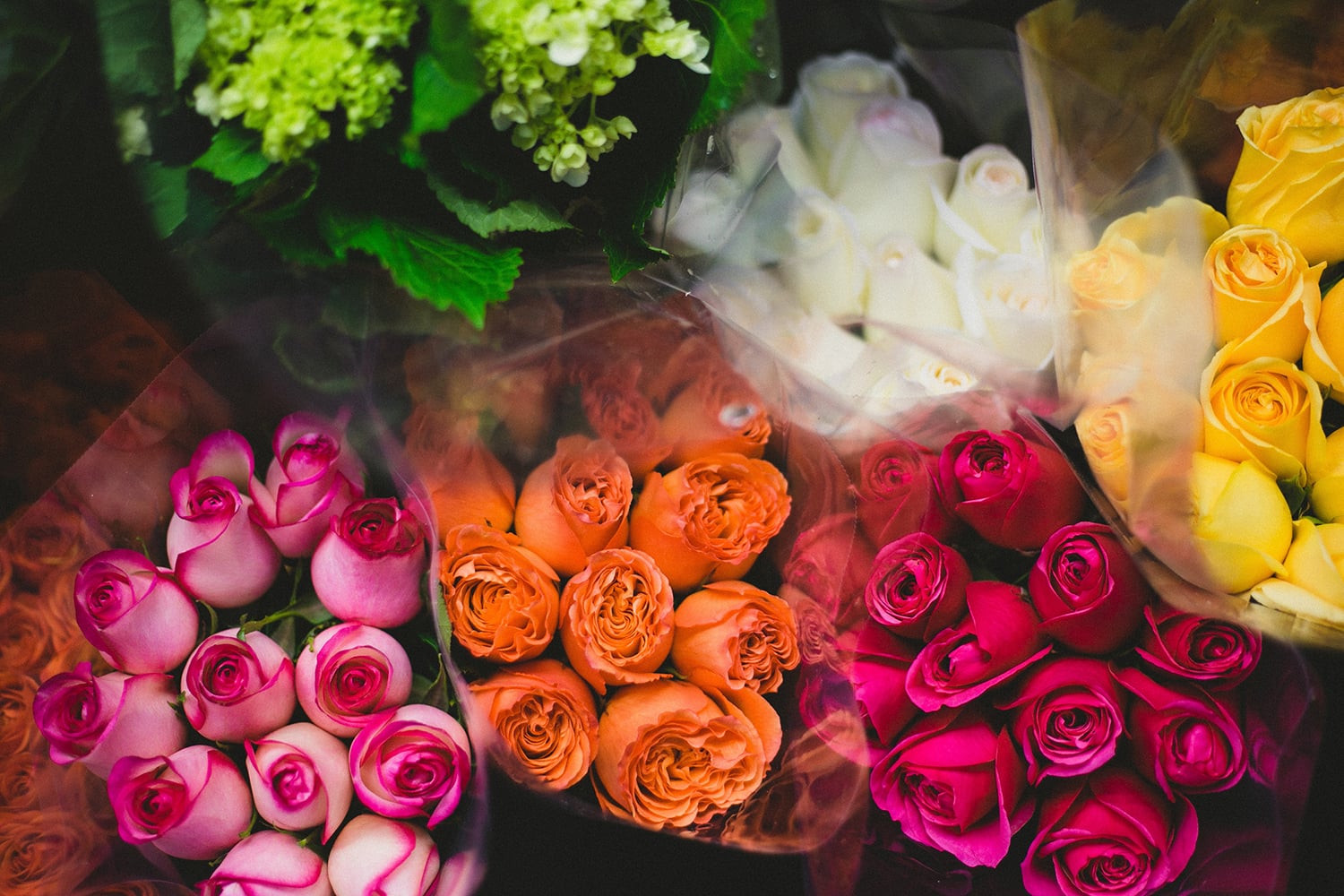 8 Hidden Rose Color Meanings - Discover the Message Behind Each One