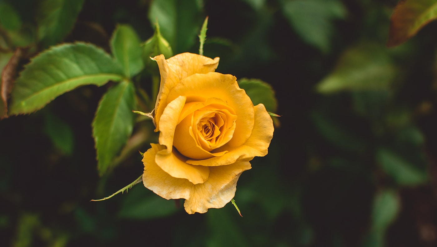 Rose Color Meanings - Yellow Roses