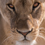 Funny Horoscopes - lions for March
