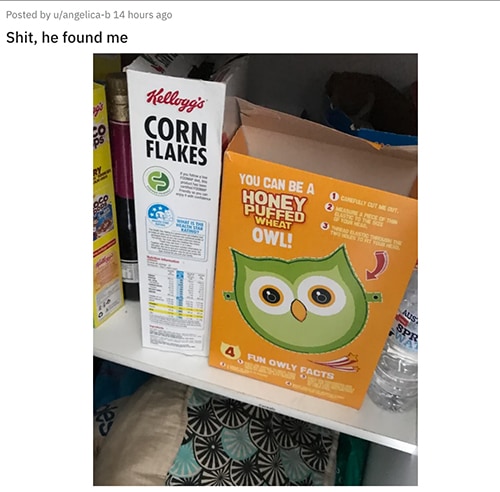 Duolingo Memes - Duolingo owl on cereal box