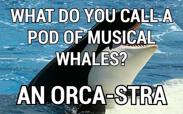Beach Puns - Orca