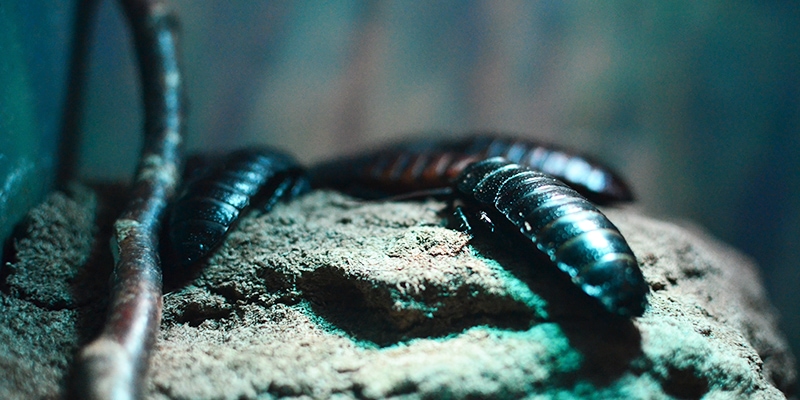 Bad Exotic Pets - Pet Madagascar Hissing Cockroach