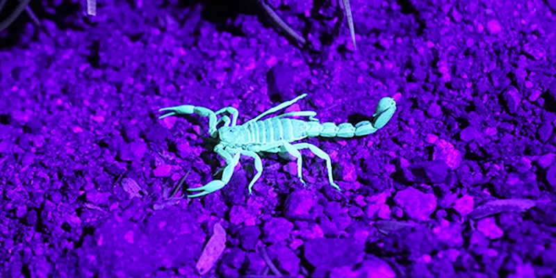 Bad Exotic Pets - Pet Scorpion