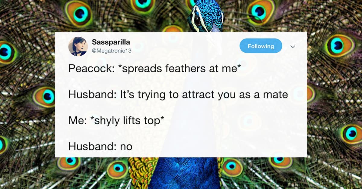 Funny Tweets by Megatronic13 Sassparilla