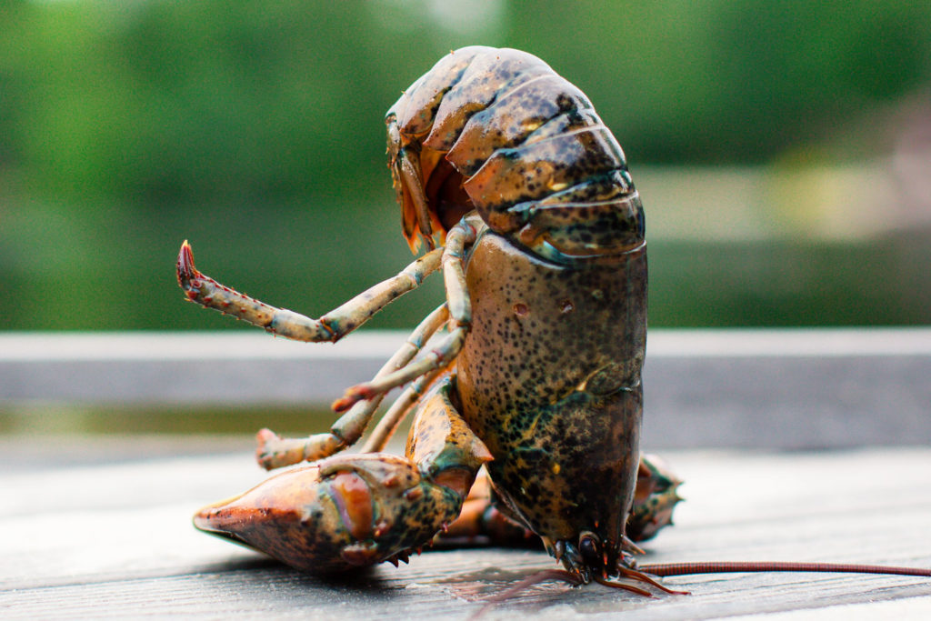 How to Hypnotize a Lobster