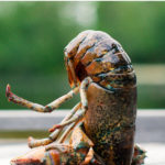 How to Hypnotize a Lobster