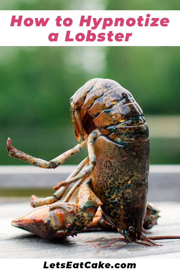 How to Hypnotize a Lobster