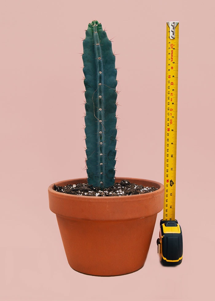 Condom Size in Inches - longer cactus with measuring tape