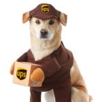 Funny Dog Costumes for Halloween
