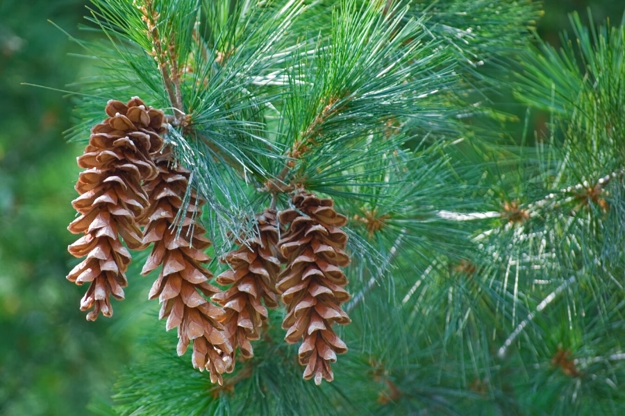white pine tree