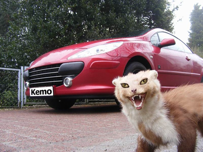Marten Protection - Kemo electrical impulse