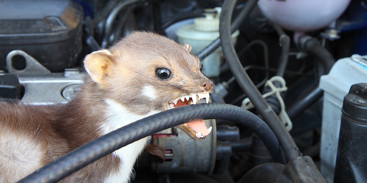 How to Protect Your Car from Marten Attacks - Let's Eat Cake