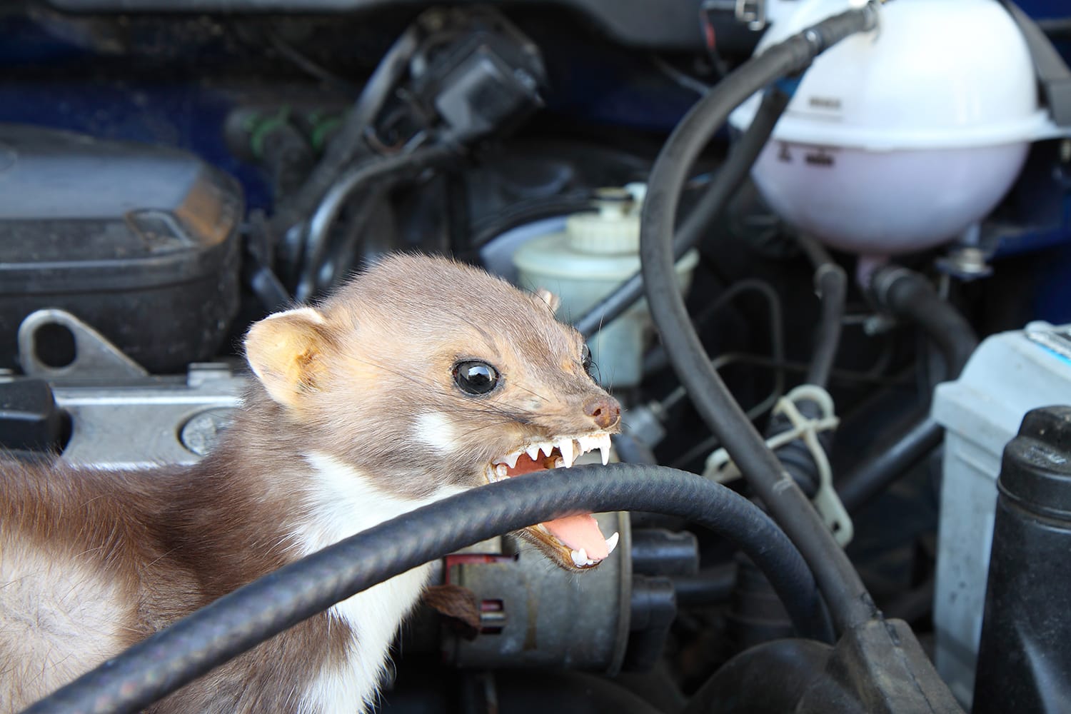 How to Protect Your Car from Marten Attacks Let s Eat Cake