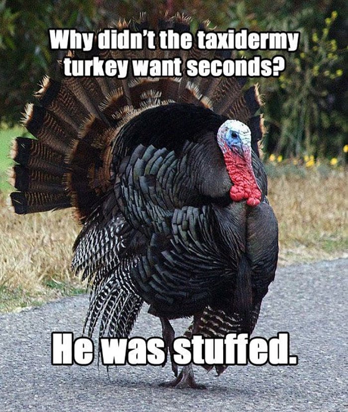 Thanksgiving Puns - stuffed turkey