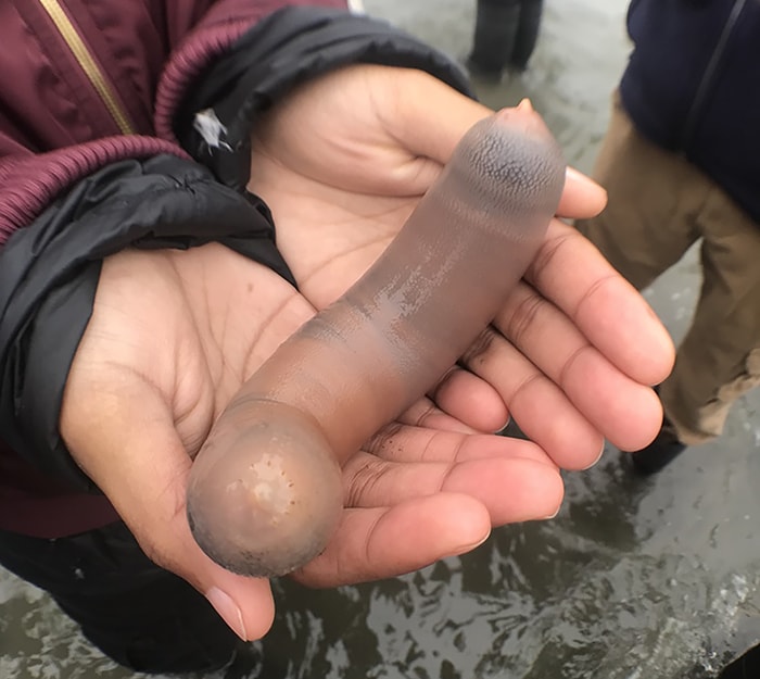 Penis Fish - Fat Innkeeper Worm - Urechis Caupo