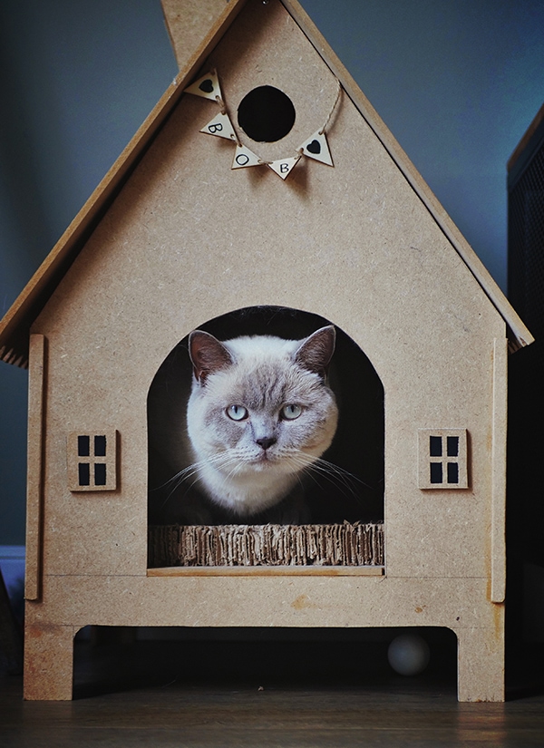 House Sitting - Cat