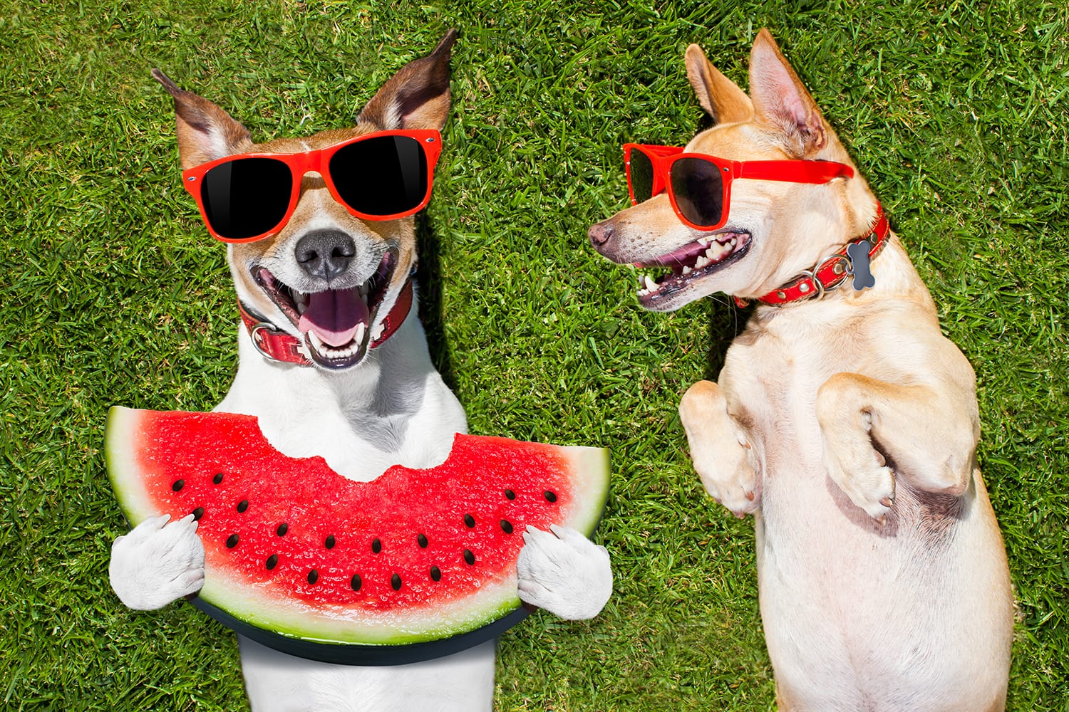 19 Juicy Watermelon Puns for Your Instagram Captions - Let's Eat Cake 19 Juicy Watermelon Puns for Your Instagram Captions - Let's Eat Cake