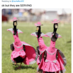 Duck Fashion Show - Three Ducks in Pink Dresses with Hats