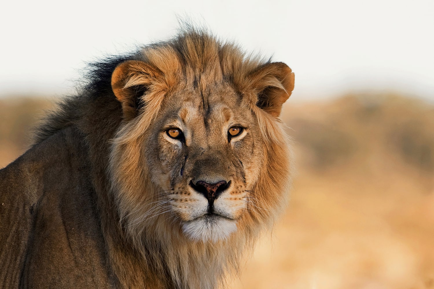 Leo Memes - Lion