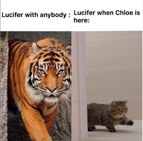 Lucifer Show Memes - Tiger