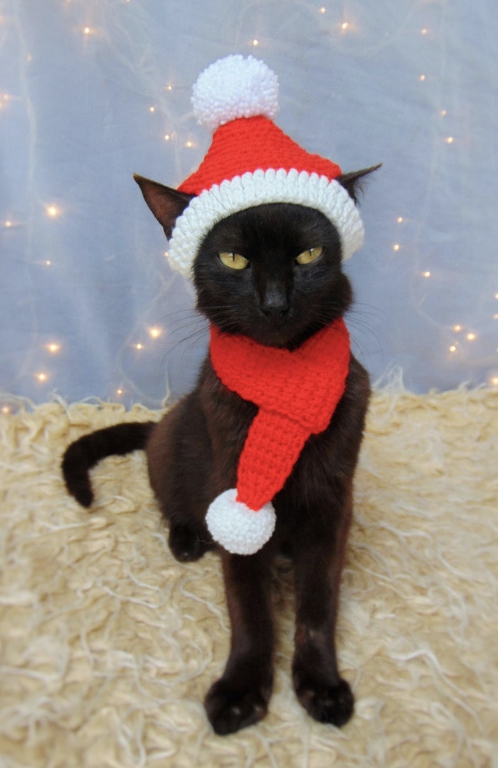 Cats Wearing Hats - Santa