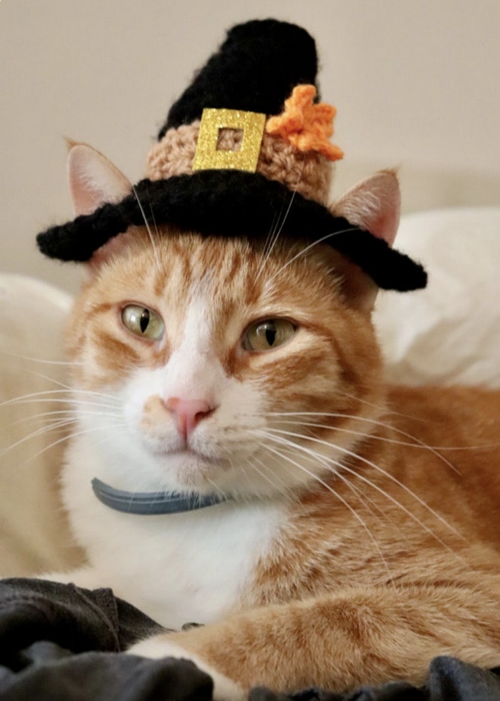 Cats Wearing Hats - Thanksgiving Pilgrim Hat