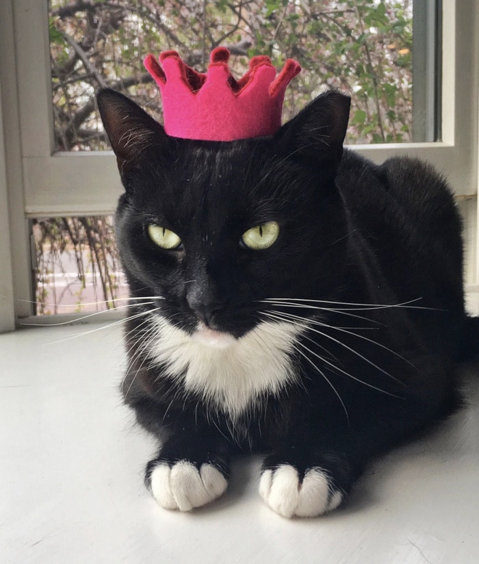 Cats Wearing Hats - Crown