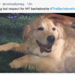 Bachelorette Memes - dog