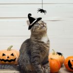 Halloween Jokes