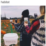 Pumpkin Memes - basic