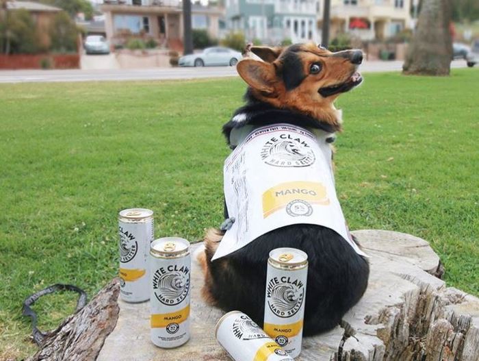 White Claw Halloween Costume - Mango White Claw Dog Jacket