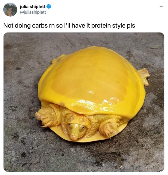 Funny Tweets From Women - cheddar turtle
