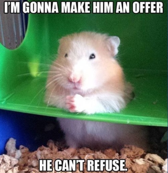 29 of the Cutest Hamster Memes We Could Find (So Far) | Let's Eat Cake