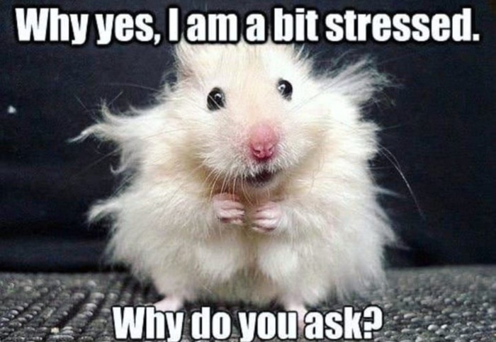 Hamster - Stressed