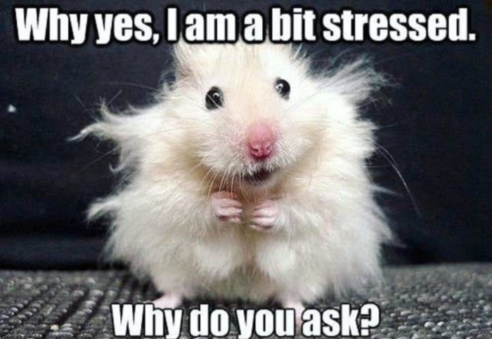 29 of the Cutest Hamster Memes We Could Find (So Far) | Let's Eat Cake