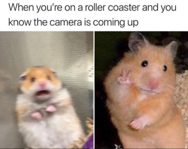 29 of the Cutest Hamster Memes We Could Find (So Far) | Let's Eat Cake