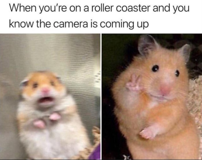 29 of the Cutest Hamster Memes We Could Find (So Far) | Let's Eat Cake