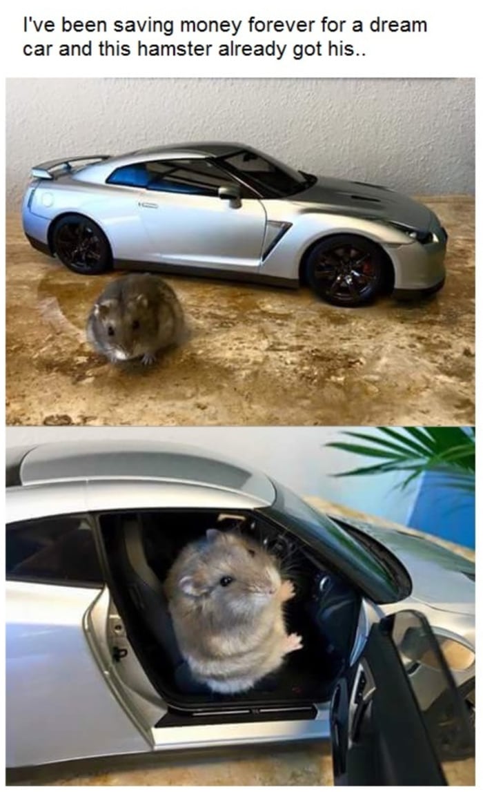 Hamster - Sports Car