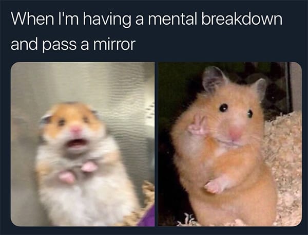 29 of the Cutest Hamster Memes We Could Find (So Far) | Let's Eat Cake