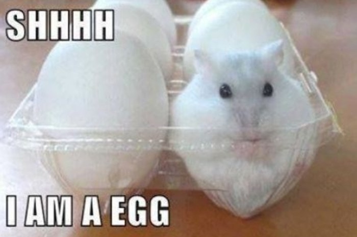 29 of the Cutest Hamster Memes We Could Find (So Far) | Let's Eat Cake