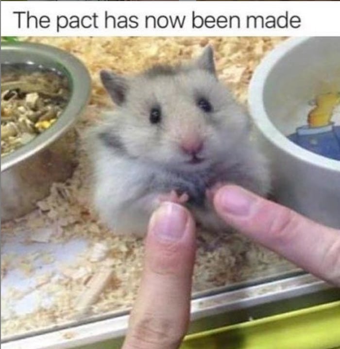 Hamster Memes - Pact