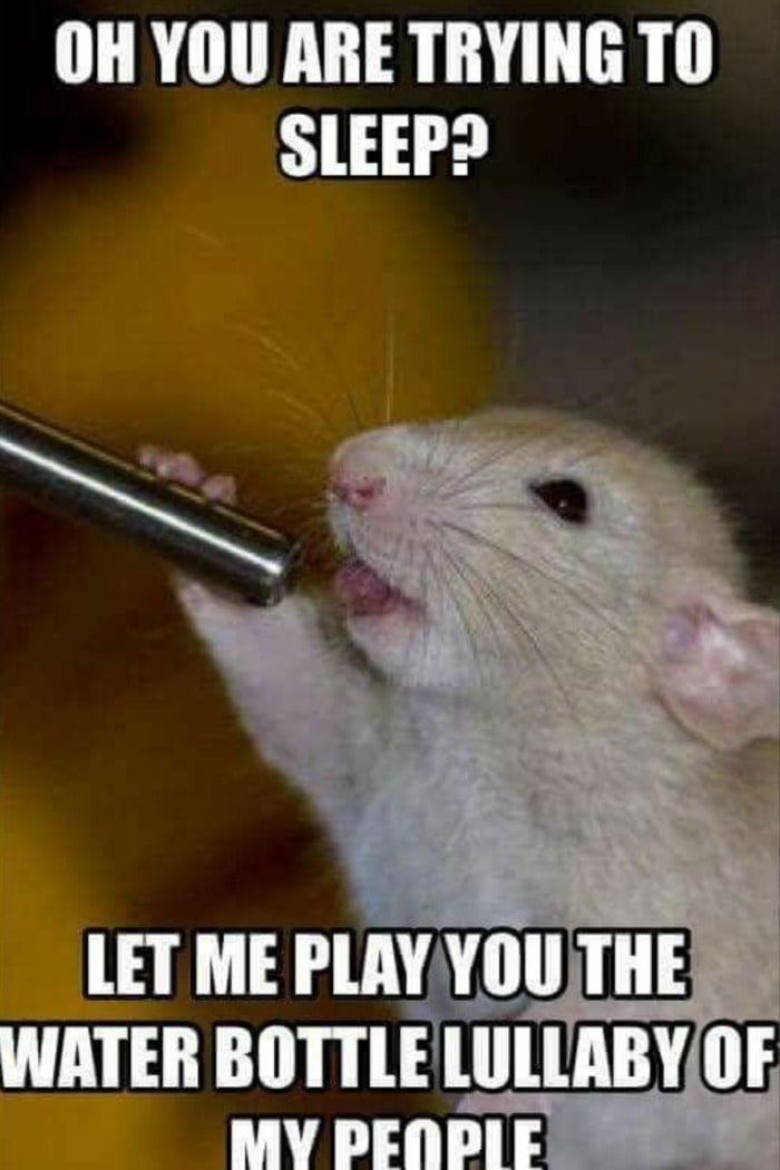 Hamster Memes - Water Bottle of My People