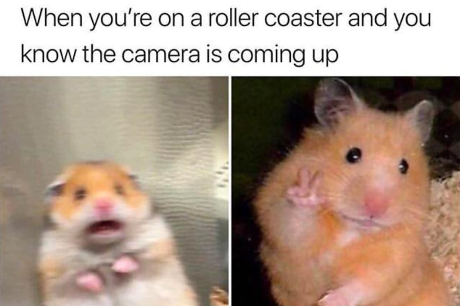 Funny Hamster Memes | tyello.com